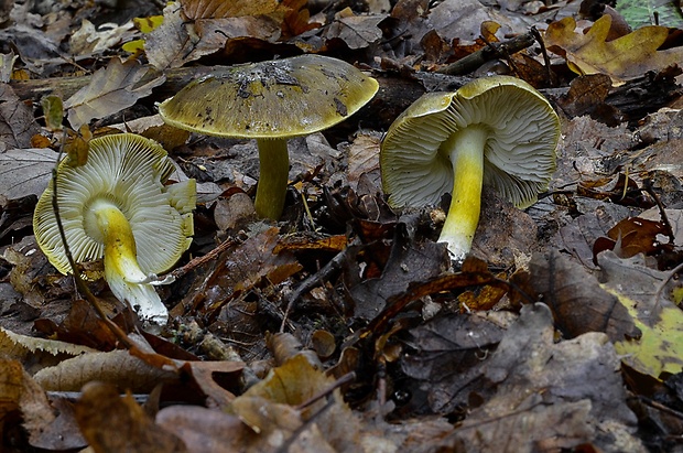 čírovka zelenohnedastá Tricholoma sejunctum (Sowerby) Quél.