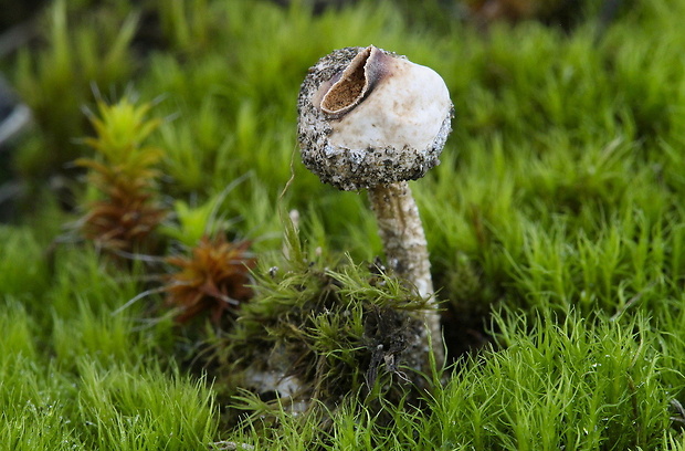 stopkovec zimný Tulostoma brumale Pers.