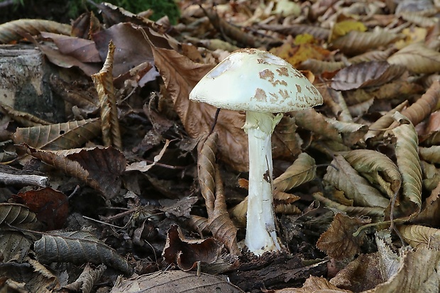 muchotrávka citrónovožltá Amanita citrina Pers.