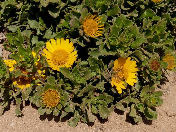 Asteriscus imbricatus Desf.