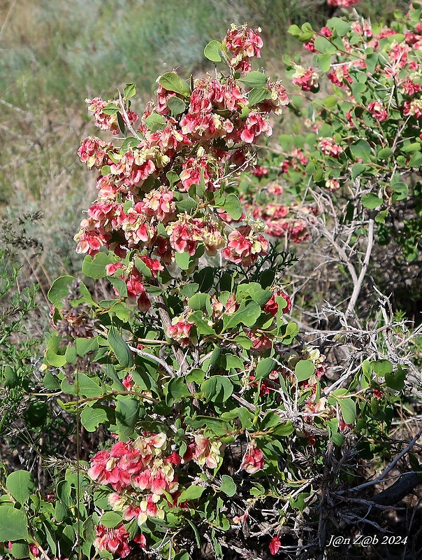 Atraphaxis pyrifolia Bunge