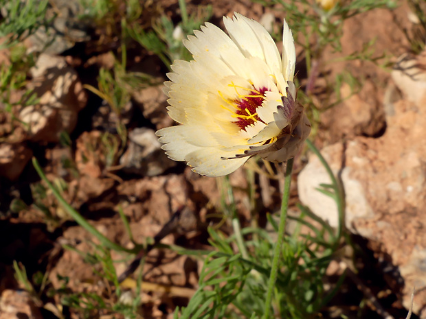 Catananche arenaria