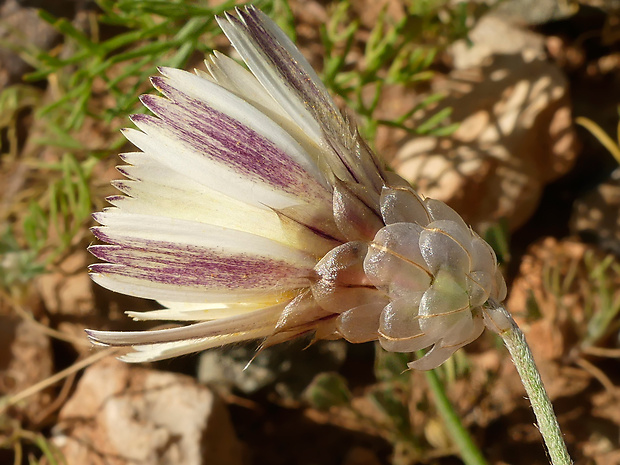 Catananche arenaria