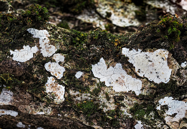 Nahuby.sk - Fotografia - Dendrothele wojewodae Pouzar