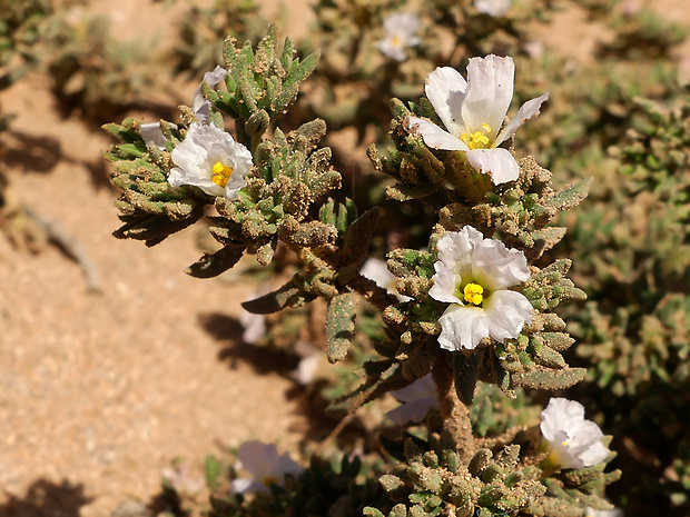 frankenia Frankenia corymbosa Desf.