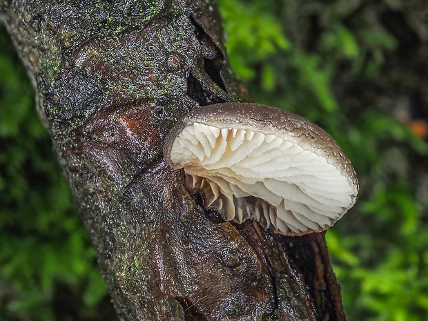 lastúrka Hohenbuehelia fluxilis (Fr.) P.D. Orton