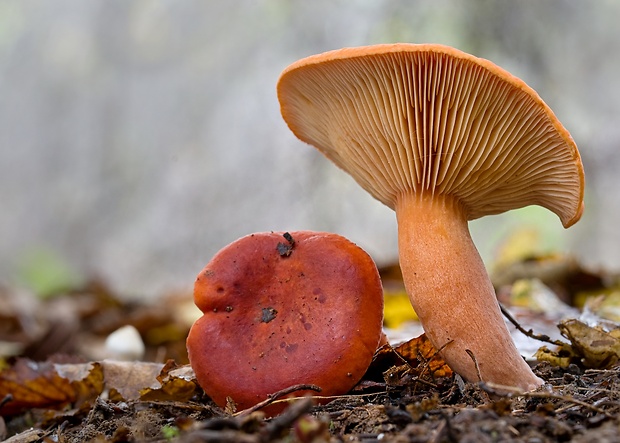 rýdzik pomarančový Lactarius aurantiacus (Pers.) Gray