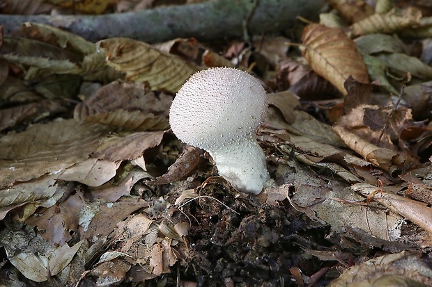 prášnica bradavičnatá Lycoperdon perlatum Pers.