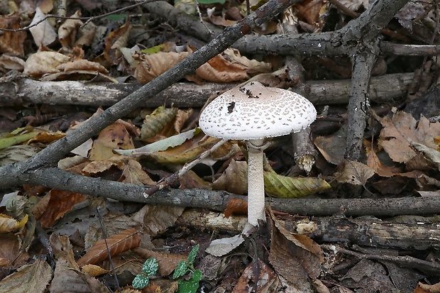 bedľa vysoká Macrolepiota procera (Scop.) Singer