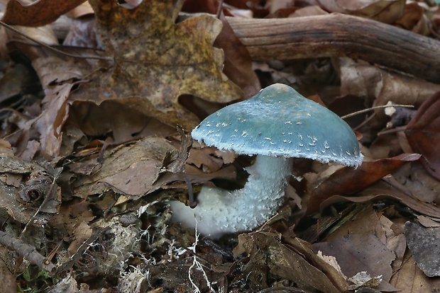 golierovka zelenomodrá Stropharia caerulea Kreisel