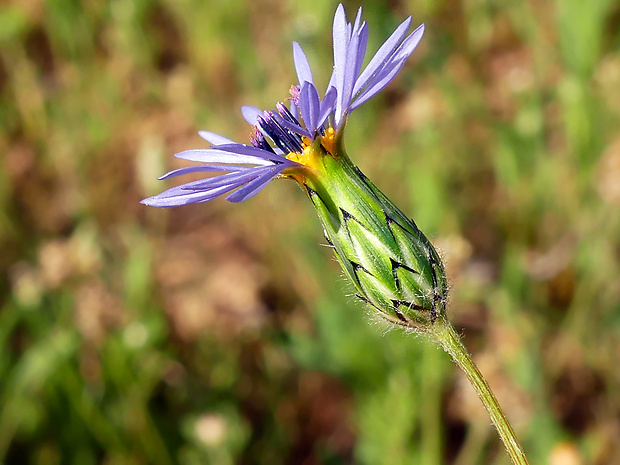 Volutaria crupinoides (Desf.) Maire