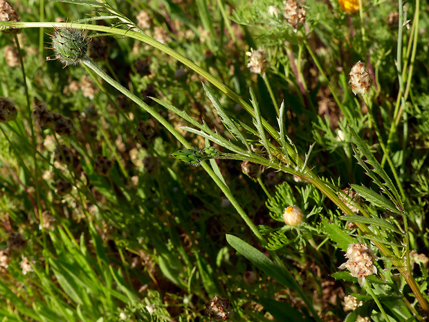 Volutaria crupinoides (Desf.) Maire