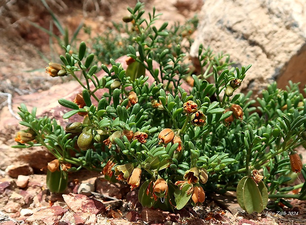 Zygophyllum kegense  Boriss.