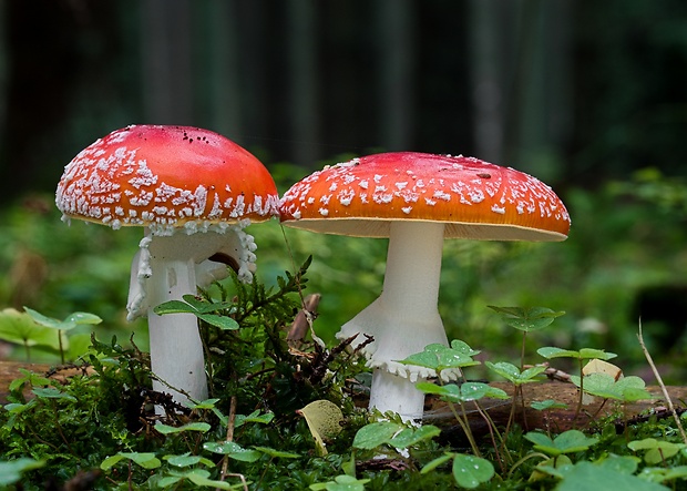 muchotrávka červená Amanita muscaria (L.) Lam.