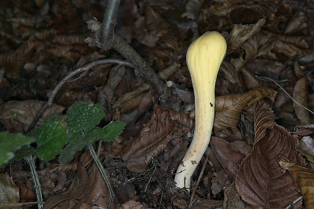 kyjak obrovský Clavariadelphus pistillaris (Fr.) Donk