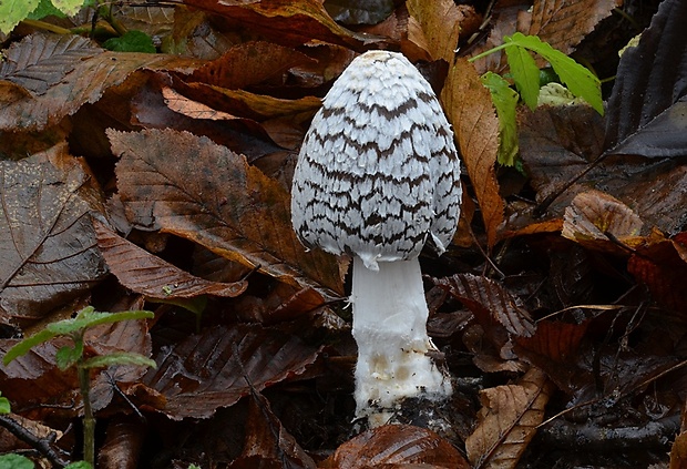 hnojník strakatý Coprinopsis picacea (Bull.) Redhead, Vilgalys & Moncalvo