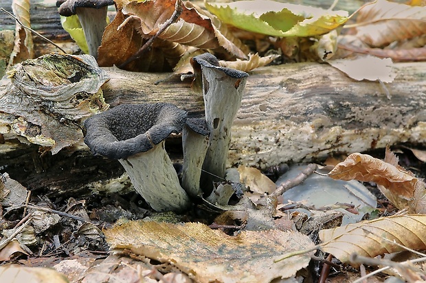 lievik trúbkovitý Craterellus cornucopioides (L.) Pers.