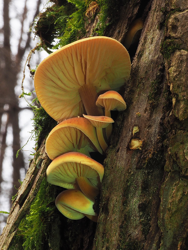 plamienka Flammulina sp.