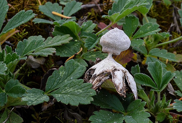 hviezdovka Geastrum sp.