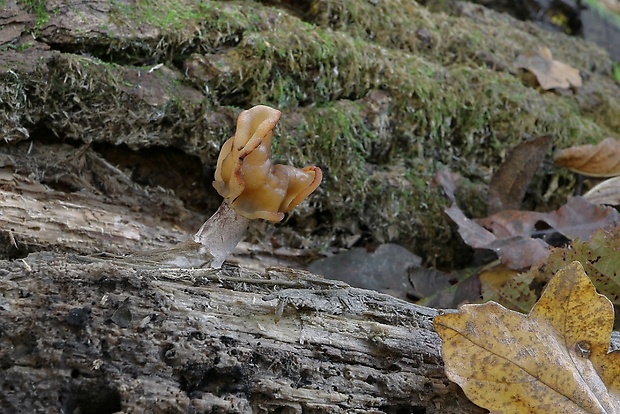 ušiak mitrovitý Gyromitra infula (Schaeff.) Quél.