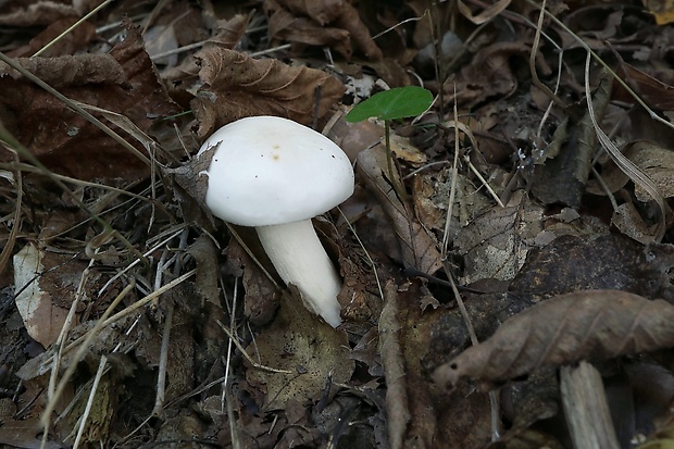 šťavnačka Hygrophorus sp.