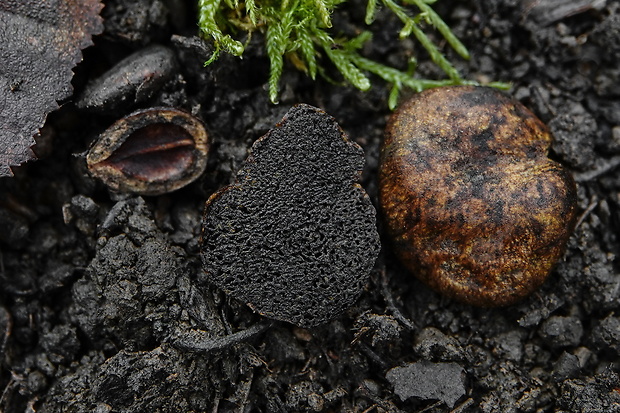 hľuza Bulliardova Hymenogaster bulliardii Vittad.