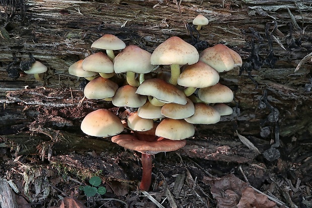 strapcovka zväzkovitá Hypholoma fasciculare (Huds.) P. Kumm.