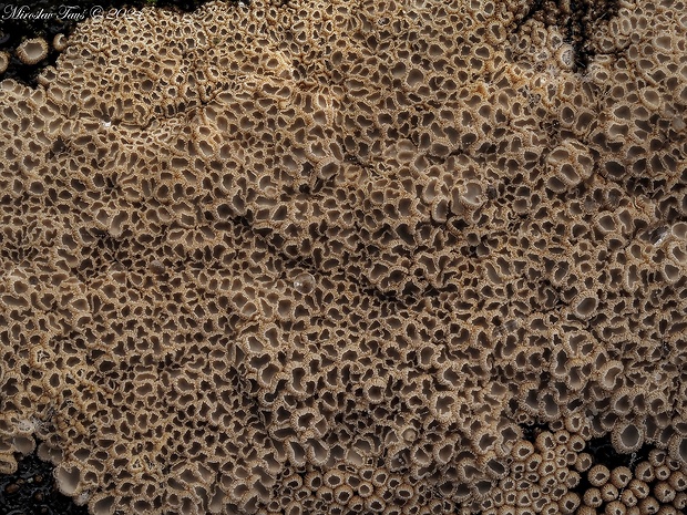 padrobnica Merismodes sp.