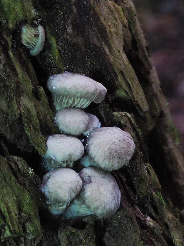 hliva ustricovitá Pleurotus ostreatus (Jacq.) P. Kumm.