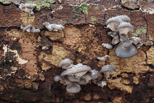 hliva ustricovitá Pleurotus ostreatus (Jacq.) P. Kumm.