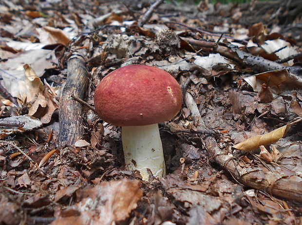 plávka Russula sp.