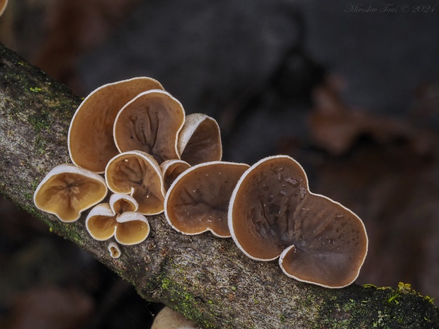 škľabka plstnatá Schizophyllum amplum (Lév.) Nakasone