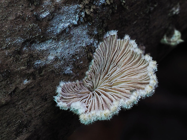 klanolupeňovka obyčajná Schizophyllum commune Fr.