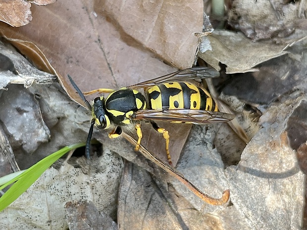 osa obyčajná Vespula vulgaris