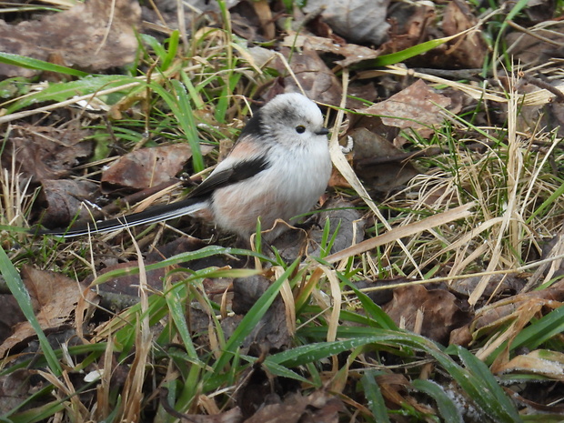 mlynárka dlhochvostá Aegithalos caudatus