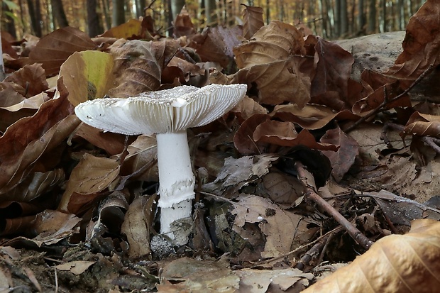 muchotrávka tigrovaná Amanita pantherina (DC.) Krombh.