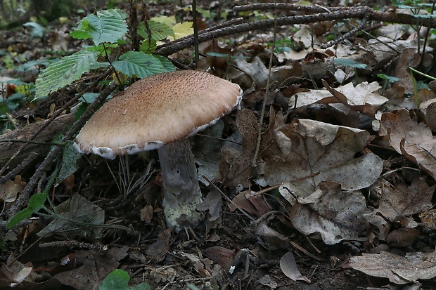 podpňovka Armillaria sp.