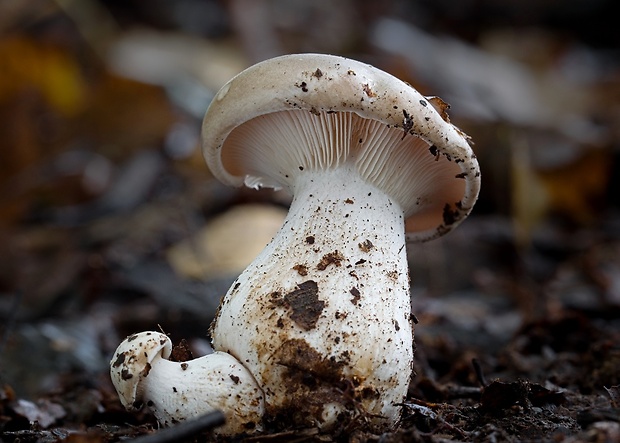 strmuľka inovaťová Clitocybe nebularis (Batsch) P. Kumm.