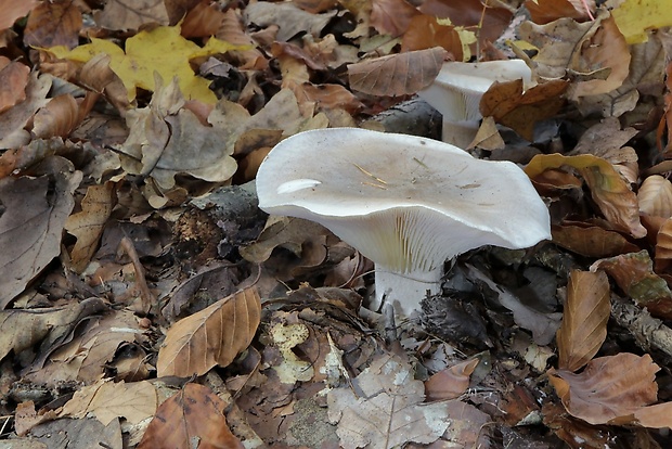 strmuľka inovaťová Clitocybe nebularis (Batsch) P. Kumm.