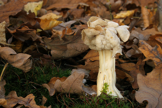 chriapač kučeravý Helvella crispa (Scop.) Fr.