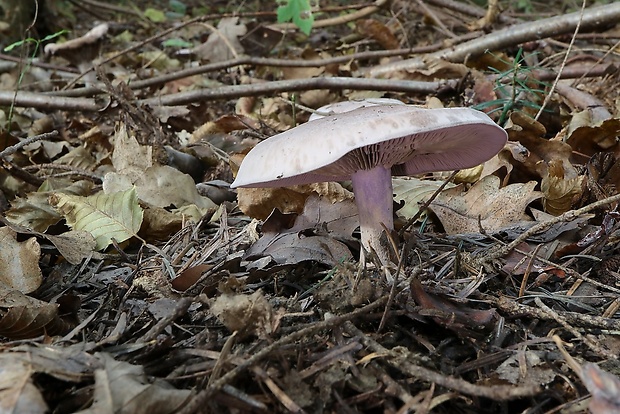 pôvabnica Lepista sp.