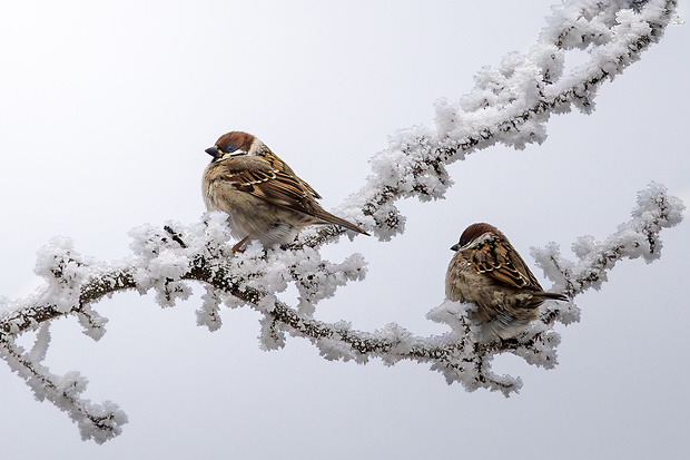 vrabec poľný Passer montanus