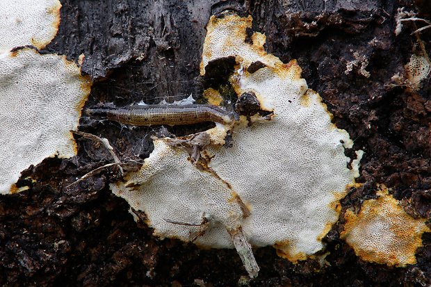 pórovník Perenniporia meridionalis Decock & Stalpers