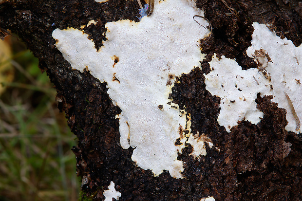 pórovník Perenniporia meridionalis Decock & Stalpers