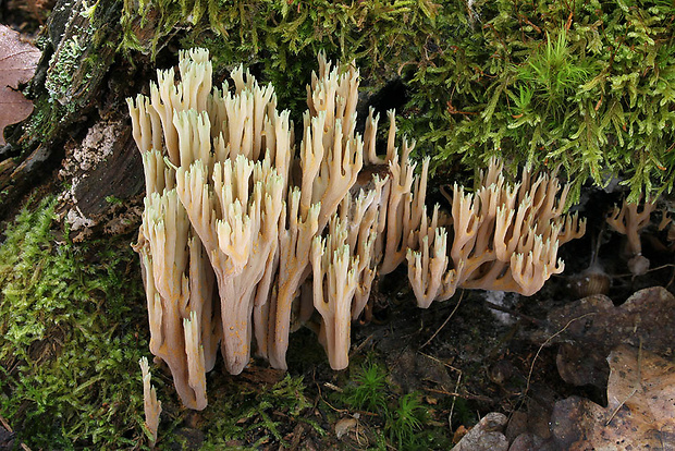 strapačka Ramaria apiculata (Fr.) Donk