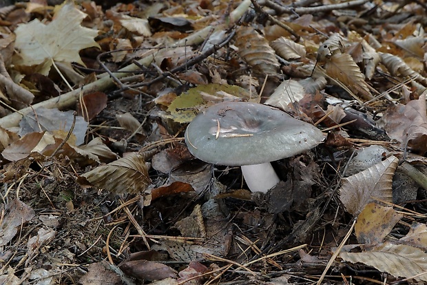 plávka Russula sp.