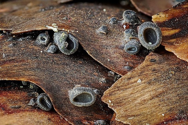 jahňadka smreková Rutstroemia bulgarioides (P. Karst.) P. Karst.