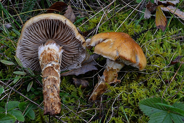 pavučinovec Cortinarius sp.