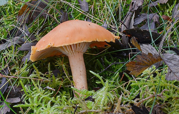 lúčnica statná Cuphophyllus pratensis (Fr.) Bon