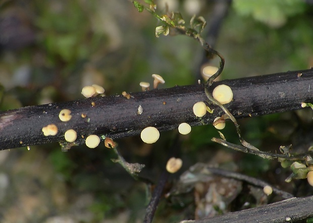 čiašočka Hymenoscyphus sp.